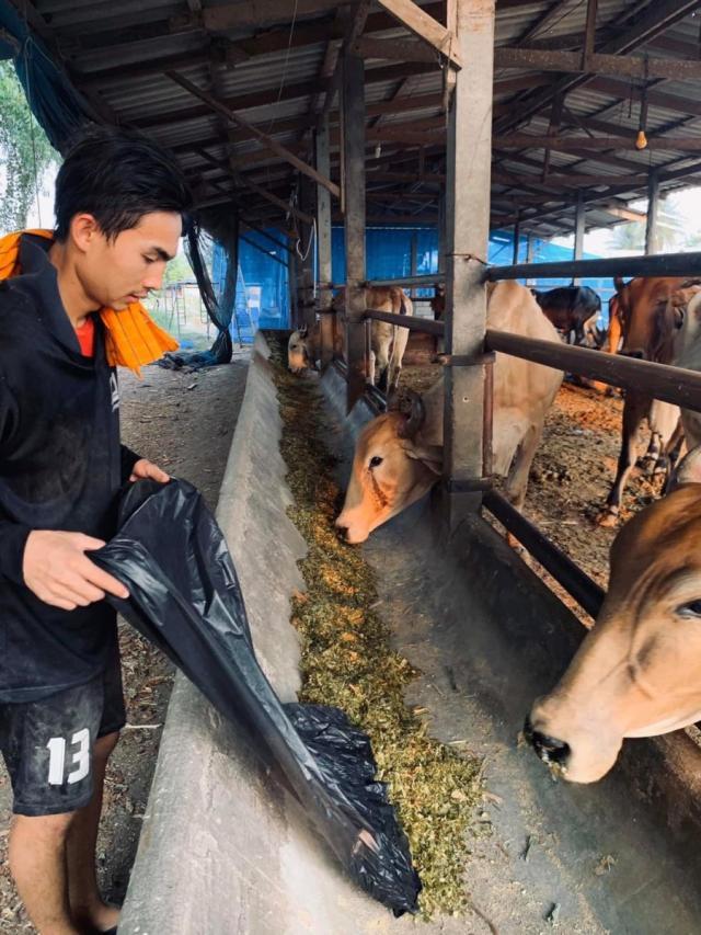 联赛停摆泰国球员回家务农放牛